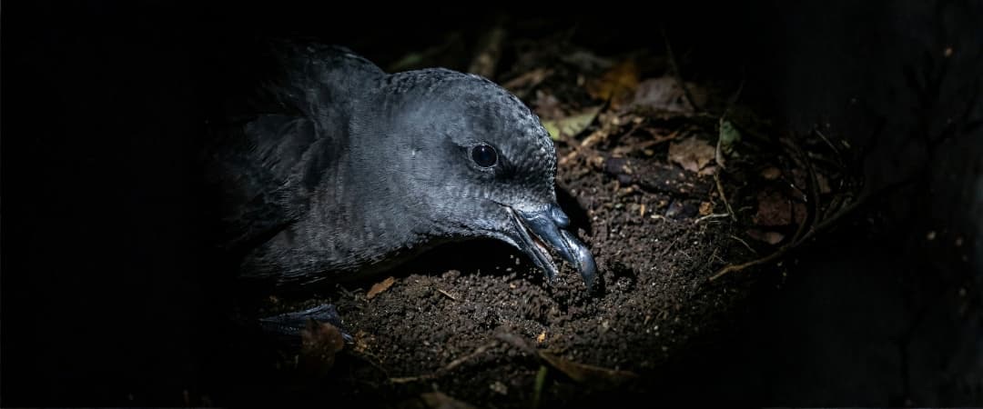 Sitio en construcción